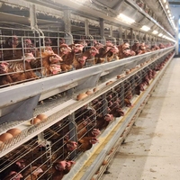 Système de cages en H automatiques pour l'élevage commercial de volailles, équipement de production d'œufs avec système d'alimentation