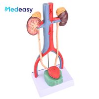 Modelo de Sistema Urinario estereoscópico 3D humano con modelo de anatomía de riñón de vena arterial