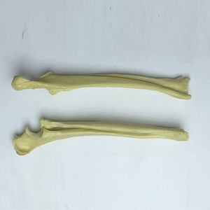 Modèle d'os orthopédique canin (ulnaire et radial) pour la science médicale – Modèle de squelette animal - Product Image 4