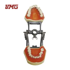 Hard Gingivae Periodontal Pathology Model with Calculus