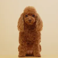 Meticulously Shaped Custom Clone Sculpture High Quality Dog For Sale