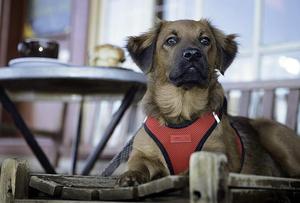 Fabricant de harnais pour chien Gilet pour animaux de compagnie Harnais Laisse Collier Ensemble Réglable Designer Personnalisé Vente en gros Harnais pour chien - Product Image 2