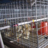 Cage à poussins de type H, cage à poussins de chair, cage d'élevage pour poulettes, équipement pour élevage de poussins