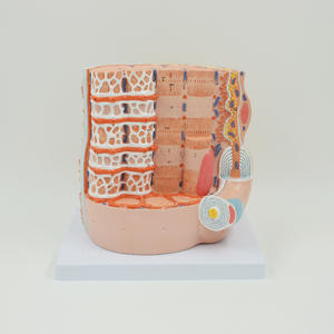 Maniquí Anatómico de PVC con Fibra Reticular, Modelo de Enseñanza de Fibra Muscular Esquelética Ampliada para Uso Hospitalario - Product Image 3