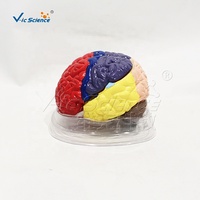 Modello Didattico Medico Ecologico in PVC Colorato della Struttura Anatomica del Cervello Umano
