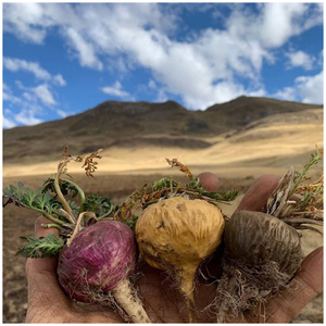 Polvo de raíz de Maca Roja Peruana, producto en oferta, precio al por mayor, excelente calidad, a granel, orgánico, 100%, de Perú - Product Image 2