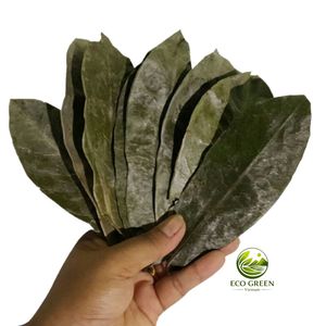 Hojas de guanábana secas. Lugar seco y fresco. Secas y limpias. Eco Green Vietnam. Hojas de guanábana 100% naturales. Ho Chi Minh Vietnam. - Product Image 2