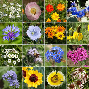 Confezioni <span class=keywords><strong>di</strong></span> <span class=keywords><strong>Semi</strong></span> <span class=keywords><strong>di</strong></span> Fiori Selvatici Misti per Climi Secchi, Resistenti alla Siccità, per Paesaggistica Commerciale e Giardini Domestici - Product Image 2