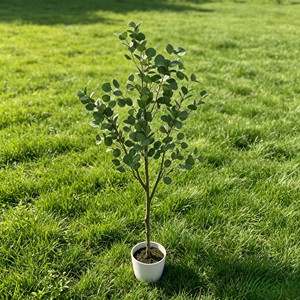 Eucalyptus, white basin magnesium oxide. Factory direct wholesale prices. Durable and evergreen. - Product Image 5