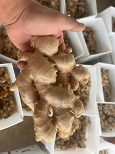 <b>Fresh</b> <b>Ginger</b> From Vietnam Newest Crop/ Zanjabeel/ Zenzero Fresco - Competitive Export (WA: +84362512699) - Product Image 5