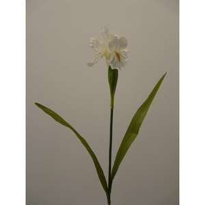 IRIS SPRAY X1 72CM CR - Product Image 1