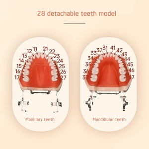 Typodont Detachable 28 PVC <b>Teeth</b> Model Multi-Purpose Articulated Anatomy <b>Teeth</b> <b>Whitening</b> Accessories for Teaching Study Schools - Product Image 3