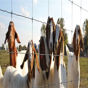 Recinzione galvanizzata della cerniera del cavo del campo del nodo fisso per il recinto dell'azienda agricola del pannello rurale dell'azienda agricola della fattoria delle pecore del cavallo del bestiame