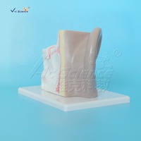 Modelo anatómico para agrandar la oreja, ciencia médica, anatomía del oído humano, modelo educativo, modelo de oído humano 3D anatómico agrandado
