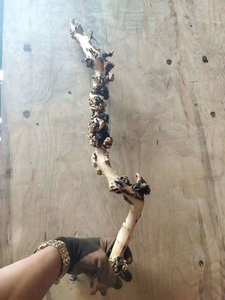 <span class=keywords><strong>Aquarium</strong></span> en bois naturel de haute qualité, joli bois de Drift, pièces racine, Branches - Product Image 4