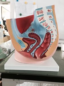 Modelo Anatómico Sagital Femenino de PVC ADA-A1086 para Escuelas de Medicina y Entrenamiento en Ciencias Anatómicas, Origen Shanghái - Product Image 2