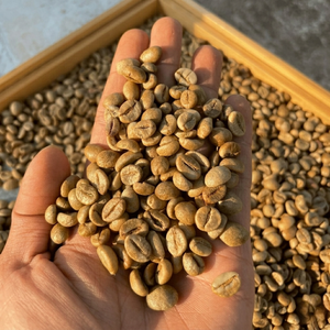 Wholesale Vietnam Green <b>Robusta</b> Colored <b>Coffee</b> <b>Beans</b> Natural Unroasted Seed Bulk Supply OEM ODM Export Grade 12% Moisture - Product Image 6