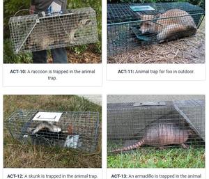 Cages d'animaux pour élever le chat, le chien, pièges pour attraper le raton laveur, le renard, le lièvre - Product Image 3