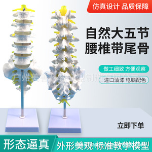 Modèle de vertèbres lombaires à cinq segments, modèle de coccyx, modèle de colonne vertébrale, modèle de squelette humain grandeur nature, disque intervertébral fémoral. - Product Image 2