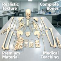 Modelo de Esqueleto Humano Desarticulado de Cuerpo Completo con Cráneo de 3 Partes, Huesos Separados Completos, CE/ISO/ROHS/CNAS