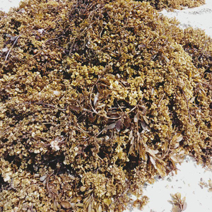 Engrais à base d'algues sargasses séchées de la marque GGN, Vietnam, meilleure qualité, prix compétitif pour l'alimentation animale, modèle SR-DSSF - Product Image 1