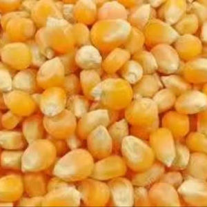 Pet <b>Bird</b> Specialized Dried FD Freeze-Dried Yellow Corn Kernels Natural Additive Free High Nutrition Feed Year <b>Supply</b> - Product Image 1
