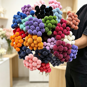 Fleurs séchées préservées Billy Button et plantes Billy Ball Craspedia naturelle pour la décoration <span class=keywords><strong>de</strong></span> mariage et <span class=keywords><strong>de</strong></span> la maison - Product Image 2