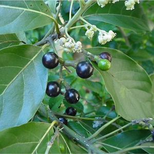 Poudre d'encens Litsea Glutinosa à usage religieux, origine Vietnam, modèle Ms. Holiday, marque Vietdelta - Product Image 1