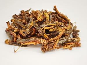 Insectos Secos, Saltamontes Secos, Alimento para Aves y Pollos con Alto Contenido de Proteínas y Nutrientes - Product Image 3