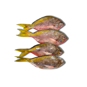 Atún Amarillo Congelado Entero DAI TIEN VINH a Precio Competitivo, Marisco Fresco de Vietnam, IQF, Empaquetado a Granel, 24 Meses de Duración - Product Image 1