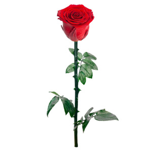 <span class=keywords><strong>Rosa</strong></span> Preservada Natural de Alta Calidad, Hecha a Mano, Real, Duradera, Inmortal, Eterna, con Tallo - Product Image 5