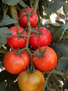 دفيئة بإطار معدني سريعة التركيب للاستخدام المنزلي في الفناء الخلفي، مقاومة للماء مع زجاج مقوى وحجم قابل للتخصيص - Product Image 5