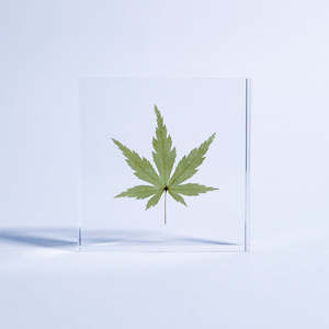 El yapımı numune bitki gömülü hatıra el sanatları akrilik reçine akçaağaç Paperweight hediye bırakır - Product Image 3