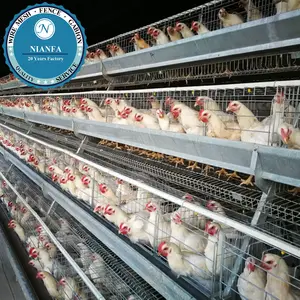 2019 desain kandang ayam petelur modern döşeme tavuk kümesi kafes tasarım modern (Guangzhou Fabrika)