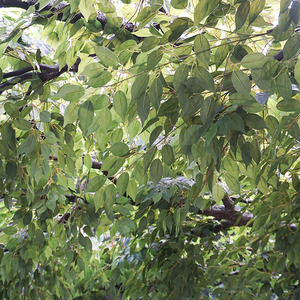 Cây bàng lớn cây xanh trong nhà trang trí nhà hàng vật trang trí trung tâm - Product Image 3