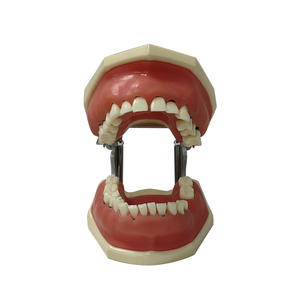 Modello di malattia parodontale per pratica di taglio e sutura - Product Image 6