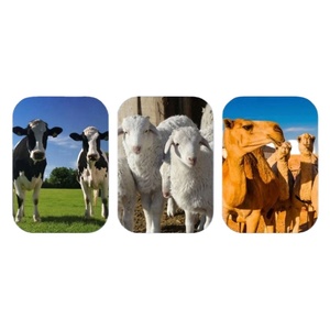 Máquina de Ordeño Individual de Alta Calidad para Vacas, Bomba de Vacío de Alta Eficiencia y Productividad para Granjas Lecheras, Incluye Motor de Alto Rendimiento - Product Image 6