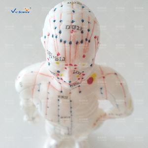 बिक्री के लिए नया मानव एक्यूपंक्चर अंग्रेजी चिकित्सा मॉडल 26 सेमी - Product Image 5