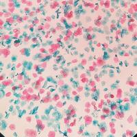 Pre Cleaned Positively Charged Adhesive Glass Slides with Frosted Marking Area for Cytology Processors and Staining Workflow