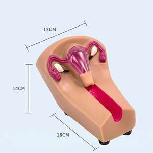 Weibliches Verhütung strain ings modell Bildungs ausrüstung - Product Image 4