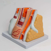 Modelo de Anatomía Vascular de Arteria y Vena, Material PVC, Simulador de Estructura de Vasos Ampliados para Entrenamiento Cardio-Cerebrovascular, CE\ISO