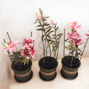 Supports de plantes en plastique renforcé, légers et durables pour serre ou jardin - Product Image 3