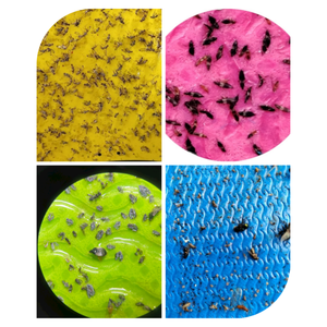 Herramienta desechable para atrapar insectos, trampas amarillas, tablero adhesivo para avispas, mosquitos y moscas de la fruta - Product Image 2