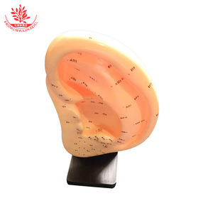 Modelo de acupuntura auricular de 22 cm de altura, modelo estándar de puntos de acupuntura auricular con grabado preciso de zonas de reflejo. Acupuntura auricular - Product Image 4