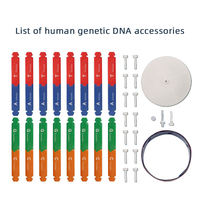 Modelo de Estructura Molecular de ADN de Doble Hélice de Color, Recursos de Enseñanza de Ciencias Biológicas, Juguete Educativo