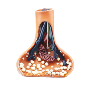 Modèle anatomique magnifié de la synapse neuronale, structure détaillée des neurotransmetteurs pour l'enseignement des neurosciences et de la <span class=keywords><strong>biologie</strong></span> - Product Image 5
