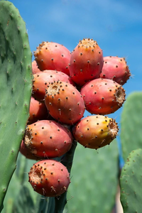 Poudre <span class=keywords><strong>de</strong></span> <span class=keywords><strong>jus</strong></span> <span class=keywords><strong>de</strong></span> fruit <span class=keywords><strong>de</strong></span> figue <span class=keywords><strong>de</strong></span> barbarie <span class=keywords><strong>de</strong></span> <span class=keywords><strong>cactus</strong></span> d'extrait <span class=keywords><strong>de</strong></span> figue <span class=keywords><strong>de</strong></span> barbarie naturel pur <span class=keywords><strong>de</strong></span> qualité alimentaire - Product Image 6