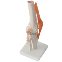 Modèle d'enseignement médical de haute qualité, articulaire pour les genoux, anatomie des articulations, offre spéciale,