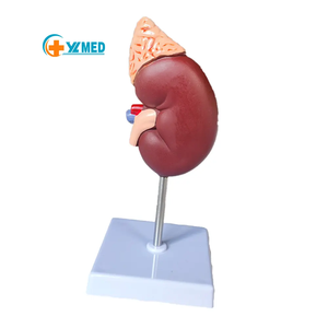 Modelo de sistema urinario de 2 partes de ciencia médica para uso en enseñanza, herramientas de clase, modelo de anatomía renal humana - Product Image 2
