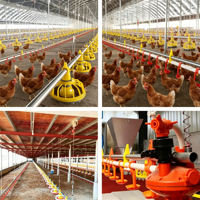 Ligne d'alimentation automatique pour poulets de chair et ligne d'abreuvement automatique, mangeoire et abreuvoir automatiques, ligne d'alimentation pour volailles de chair